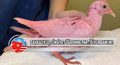 New York'ta Pembe Güvercin Bulundu