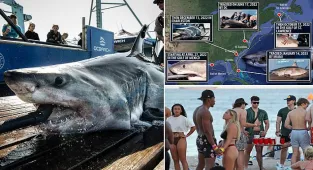 12-foot long great white shark pinged off the coast of Florida