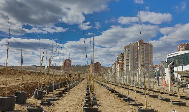 4 bin 500 çınar fidanı Melikgazi'ye ağaç olacak