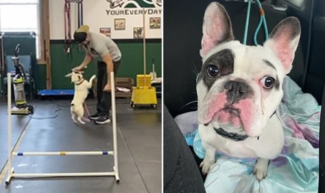 'Demon dog' Ralphie is finally learning 'impulse control'