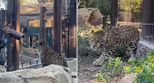 Baby jaguar cub called Mickey makes his debut at Orange County Zoo