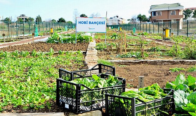 Beylikdüzü'nün hobi bahçelerinde yeni kura heyecanı