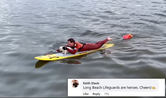 California lifeguard rescues stranded dog swimming in the ocean