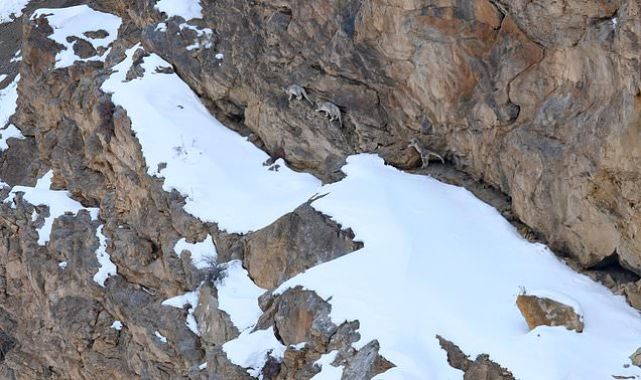 Can YOU spot the snow leopards as they blend into their surroundings?