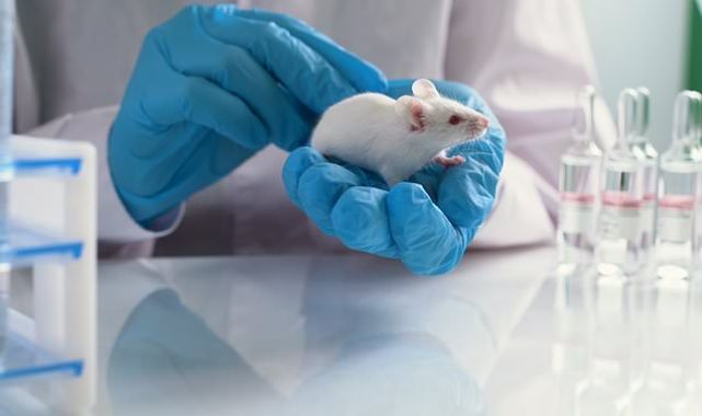 Cancer vaccine trials in mice shown to reduce tumours 80% of the time