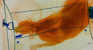 'Cat-astrophic' mistake detected on X-ray during airport security screening