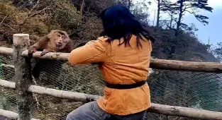 Chinese martial artist gets into a punch-up with MONKEYS