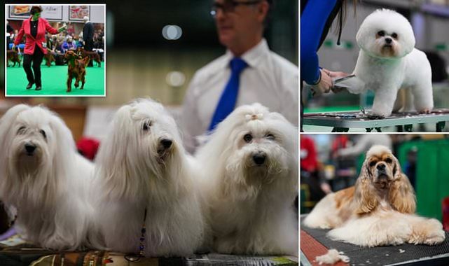 Crufts hopefuls arrive for the first day of competition in Birmingham