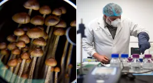 Democrats in Nevada table bill to legalize magic mushrooms