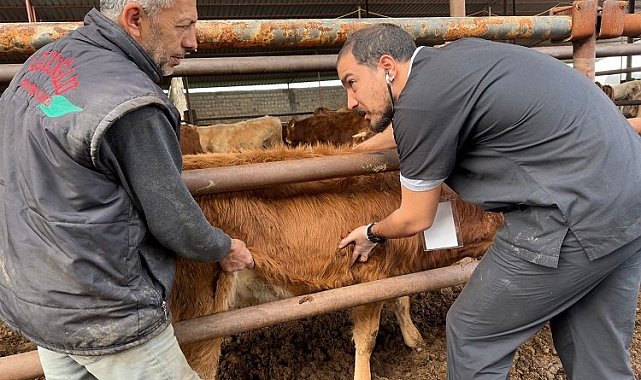 Deprem bölgesinde şap tehlikesi