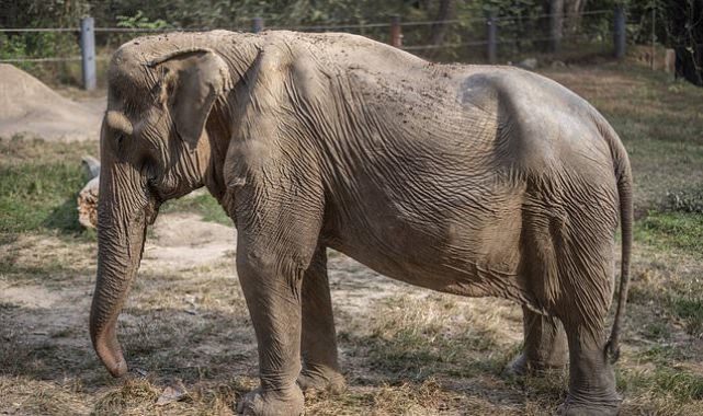Elephant is left with a deformed back after years of carrying tourists
