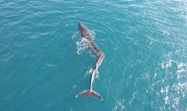 Enormous 55ft whale with deformed spine is spotted off Spanish coast 