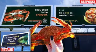 Family-owned Maryland seafood restaurant hits back at PETA