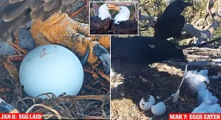 Famous bald eagles, Jackie and Shadow, have their eggs eaten by ravens