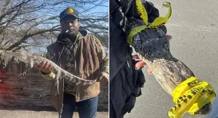 Fisherman is shocked to find a caiman in Pennsylvania park lake