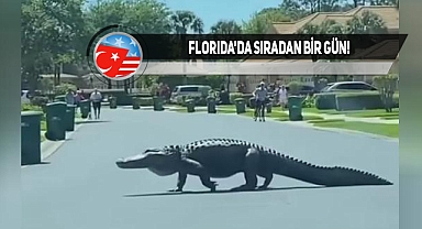 Florida'da Timsah, Caddede Yürürken Görüntülendi