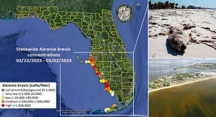 Florida issues health alert over toxic algae on Gulf beaches