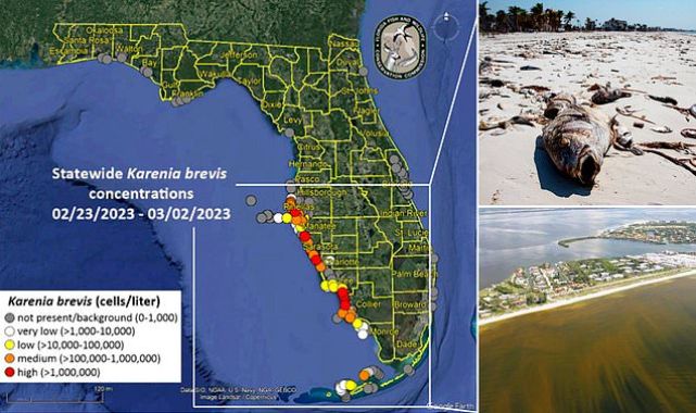 Florida issues health alert over toxic algae on Gulf beaches