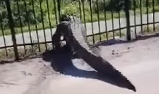 Gigantic alligator BENDS metal fence at Florida golf club