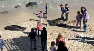 Girl kicked off CA beach after throwing rocks at sleeping sea lion