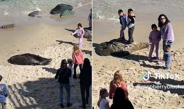 Girl kicked off CA beach after throwing rocks at sleeping sea lion