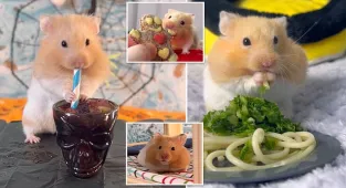 Hamster owner treats his pets to home-cooked meals
