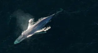 ‘Historic’ deal to protect high seas agreed by UN member states