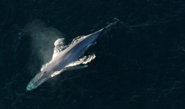 ‘Historic’ deal to protect high seas agreed by UN member states