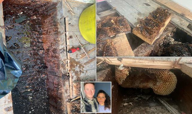 Home turned into giant beehive as couple find walls dripping in honey