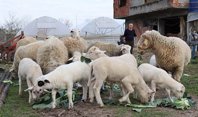 İzmit'te hibe hayvanlar yavrulamaya başladı