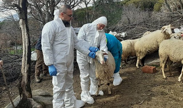 İzmit'teki küçükbaş hibelere 'şap' ertelemesi