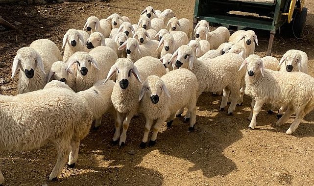 Kayseri'de meralar şenlendi