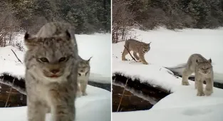 Majestic lynx is filmed roaring while stalking through snowy forest