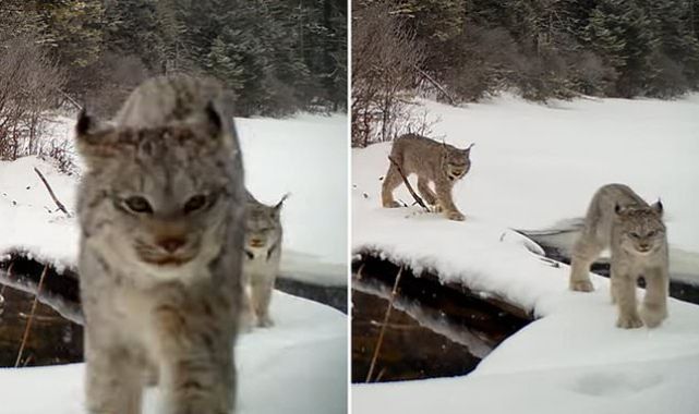 Majestic lynx is filmed roaring while stalking through snowy forest