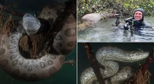 Meet the brave explorer who photographs anacondas lurking underwater