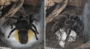 Moment tarantula releases an oozing egg sac is captured in rare video