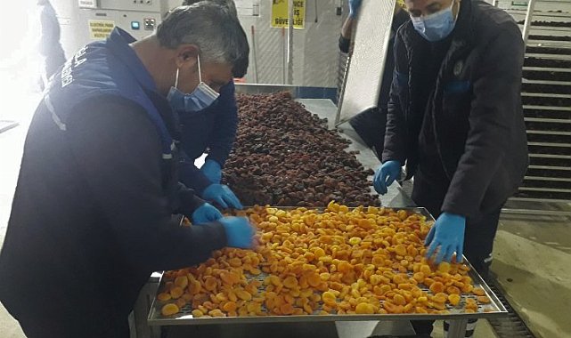 Muğla 'Malatya Kayısıları'nı ücretsiz dağıtacak