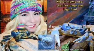 Omaha stay-at-home mom shoots to internet fame thanks to her pet CRAB