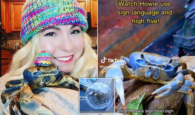 Omaha stay-at-home mom shoots to internet fame thanks to her pet CRAB