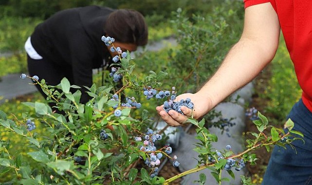 Ordu'dan mavi yemiş atağı