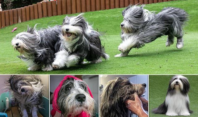 Owners race to pamper pets with shaggy coats in time for top dog show 