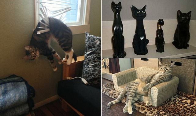 Pet lovers reveal their felines with cat-itude