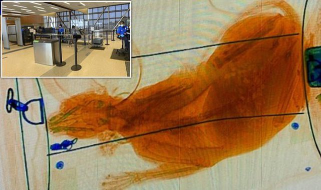 Pet owner accidentally sends CAT through TSA X-ray machine