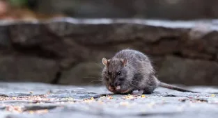 RATS in NYC are harboring Covid, study shows