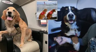 Rescue dogs returning from Turkey upgraded to first class