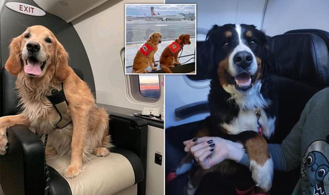 Rescue dogs returning from Turkey upgraded to first class