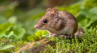 Scientists create mice with TWO biological fathers