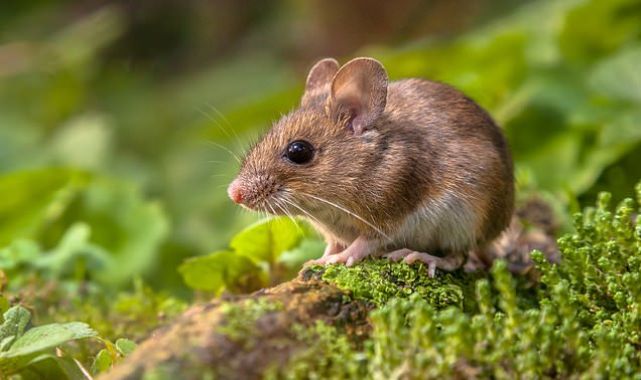 Scientists create mice with TWO biological fathers