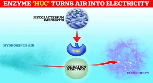 Scientists discover an enzyme that turns air into ELECTRICITY