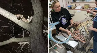 Serval is rescued in Cincinnati after escaping owner during an arrest